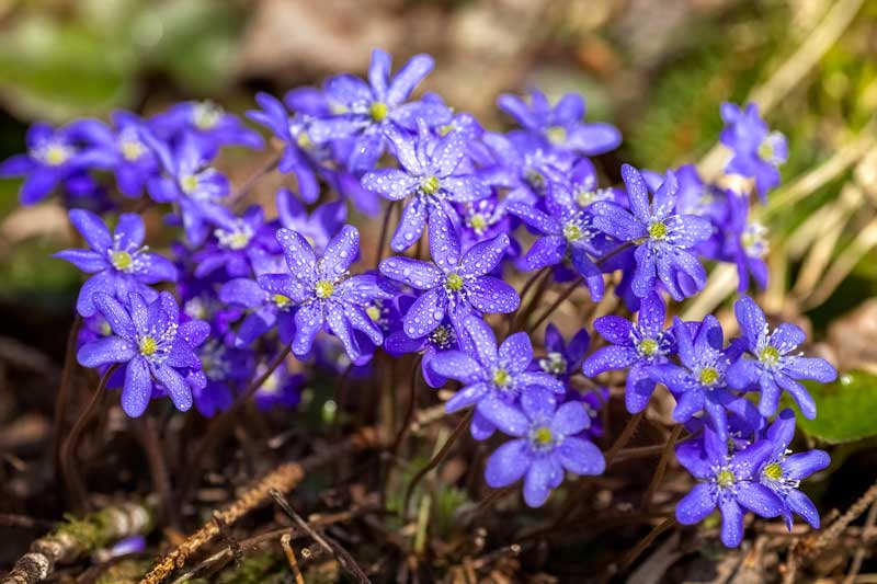 hepatica-nobilis