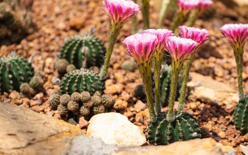 Kaktus trockenes Klima