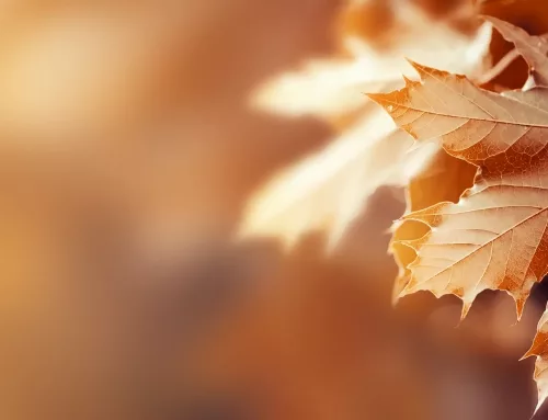 Sommer ade, willkommen Herbst!